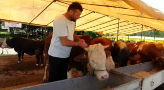 Hayvan Pazarları İkinci Bir Emre Kadar Kapatıldı