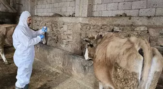Ülke genelinde tüm hayvan pazarları kapatıldı