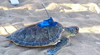 Mersin'de Uydu Takip Cihazı Takılan Yeşil Deniz Kaplumbağası 'Soli' Denize Bırakıldı