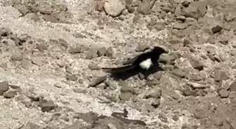 Nevşehir'de Karga ve Kartalın Yılanla Mücadelesi Kameralara Yansıdı