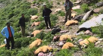 Yüksekova'da Uçurumdan Atlayan Koyunların Trajedi Haberi