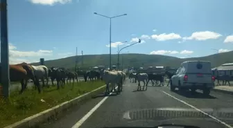 Ardahan'da Trafik Kazalarına Neden Olan Başıboş Atlar