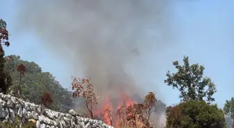 Bodrum'da Ot Yangını, 2 Hektar Tarım Arazisi Zarar Gördü