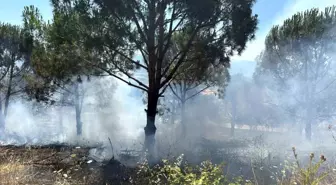 Bursa'da Ağaçlık Alanda Yangın Kontrol Altına Alındı