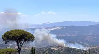 Aydın'da Zeytinlik Alanda Yangın: Çok Sayıda Ekip Sevk Edildi