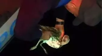 Tekirdağ'da Martı Kurtarıldı