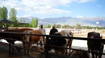 Kurban Bayramı Öncesi Hayvan Pazarları Geçici Olarak Kapandı