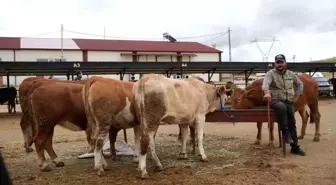 Kurban Bayramı Öncesi Hayvan Pazarları Geçici Olarak Kapatıldı