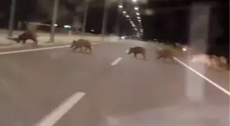 Konya'da Yaban Domuzu Sürüleri Sürücüleri Tehdit Ediyor
