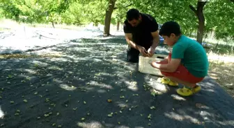Malatya'da Don Felaketi Çiftçiyi Vurdu, Baraj Kenarı Üreticisine Umut Oldu