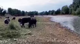 Mudurnu Çayı'ndaki Kirlilik Mahalleliyi Endişelendiriyor