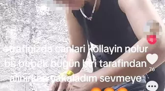 Sakarya'da Kedilere Yetkisiz İğne Yapan Kadına Tepki