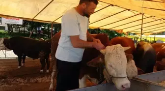 Türkiye'de şap hastalığı alarmı! Bakandan kırmızı et açıklaması geldi