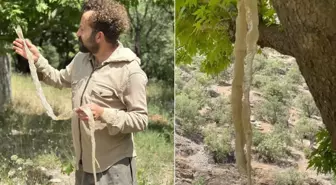 Ülkenin en zehirlisi! Öğretmen yürürken buldu
