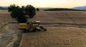 Vezirköprü'de 2025 Buğday Hasadı Başladı