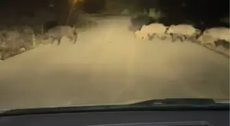 Karabük'te Yaban Domuzu Sürüsü Yolda Görüntülendi