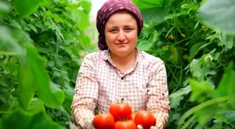 Kahramanmaraş'ta Dört Mevsim Yerli Domates Üretimi