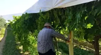Manisa'da Üzüm Bağlarını Korumak İçin Özel Komut Sistemi İle Çalışmalar Devam Ediyor