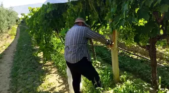 Manisa'da Üzüm Bağlarını Korumak İçin Özel Komut Sistemi İle Çalışmalar Devam Ediyor