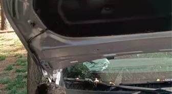 Batman'da Sıkışan Kedi İtfaiye Ekiplerince Kurtarıldı