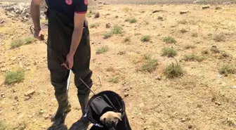 Batman'da Su Kanalına Düşen Yavru Köpek Kurtarıldı