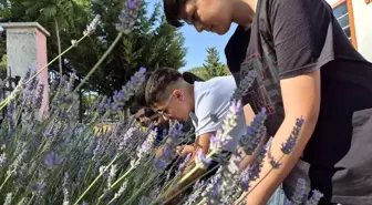 Muğla'da Gençler Lavanta Hasadı Yaptı