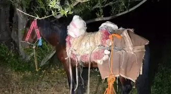 Van'da Katırla Uyuşturucu Operasyonu: 97 Kilogram Skunk Ele Geçirildi