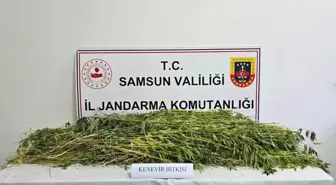 Samsun'un Havza ilçesinde 5 bin 608 kök kenevir ele geçirildi