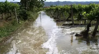 Sarıgöl Ovası'nda Üzüm Bağlarında Sulama Sezonu Başladı