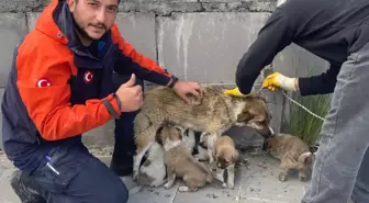 Kars'ta Mahsur Kalan 6 Köpek Yavrusu AFAD Tarafından Kurtarıldı