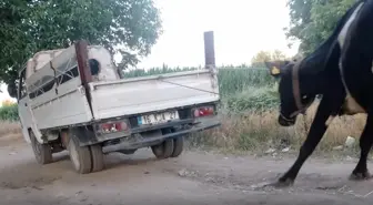 İneği kamyonetin arkasına bağlayıp sürükledi