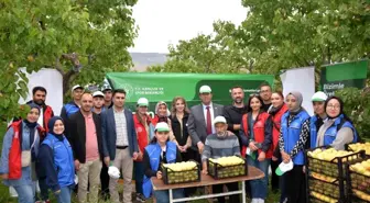 Kağızman'da Gönüllü Gençler Kayısı Hasadı Yaptı