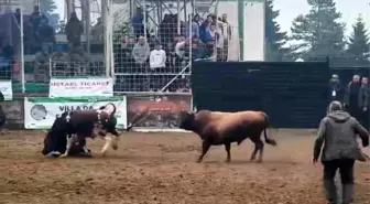 Boğa Arenada Bakıcısını Boynuz Darbesiyle Yere Sıktı