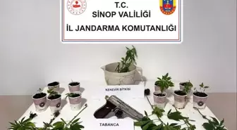 Sinop'ta Kenevir Operasyonu: 4 Şüpheli Gözaltında