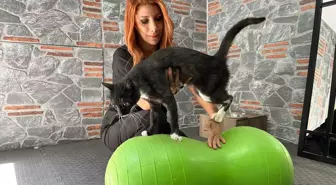 Aracın Çarpmasıyla Yaralanan Kedi 'Hamsi' Tedavi Edildi