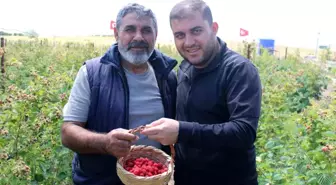 Kayseri'de Organik Ahududu Sezonu Başladı