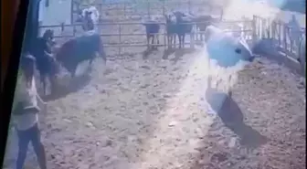 Boğa Saldırısında Adam Ağır Yaralandı