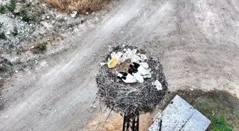 Boyabat'ta Leylek Ailesinin Huzurlu Anları Dronla Görüntülendi