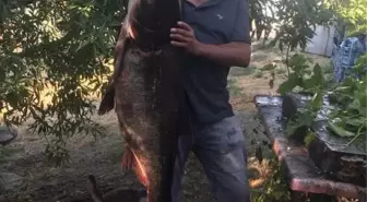 Meriç Nehri'nden Nadir Som Balığı Çıktı