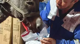 Ödemiş'te Yangın Geçiren Eşek Oksijen Tedavisiyle Hayata Döndü