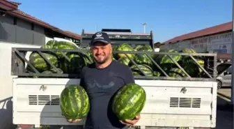 Osmaneli Karpuzunun İlk Hasadı Başladı