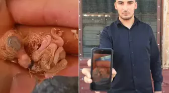 Kuşçu yumurtadan çıkan yavruyu görünce telefona sarıldı