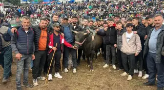 Artvin'de 44. Kafkasör Festivali'nde Boğa Güreşi Heyecanı