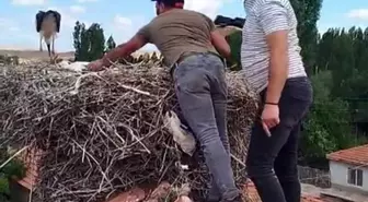 Çorum'da Leylek Kurtarıldı