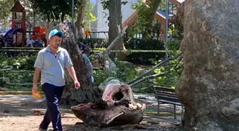 Gölcük'te Çınar Ağacından Kopan Dalın Altında Kalan 3 Kişiden 1'i Hayatını Kaybetti