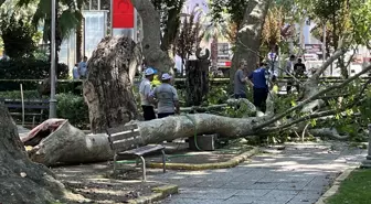 Çınar Ağacının Dalı Altında Kalan Erdem Ulak Hayatını Kaybetti