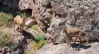 Kemah'ta Yaban Keçileri Dronla Görüntülendi