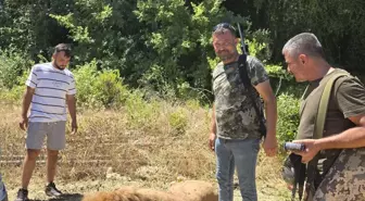 Antalya'da Aslan Tüfekle Vurularak Öldürüldü