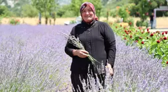 Adana'nın Feke İlçesinde Kadınlar Lavanta Bahçeleriyle Ekonomik Katkı Sağlıyor