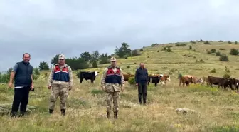 19 Büyükbaş Hayvan Drone ile Bulundu